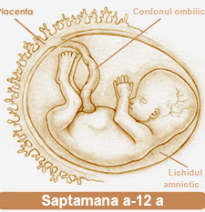 A 12-a saptamana de sarcina - A 12-a saptamana de sarcina A 12-a saptamana de sarcina